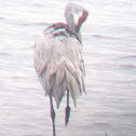 Sandhill crane
