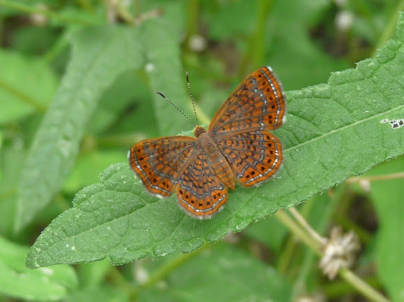 Spotting Image 1
