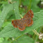 Riodinid butterfly