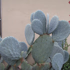 Durango Prickly Pear