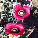 Poppies