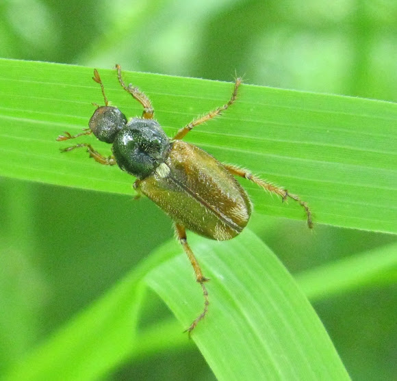 Spotting Image 1
