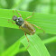 Rose Chafer
