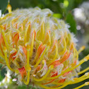 Tree Pincushion