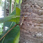 Bark Anole