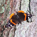 Red Admiral