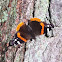 Red Admiral