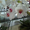 White Phalaenopsis