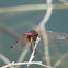 Trithemis aurora