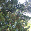 Eastern Red Cedar