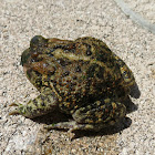 Eastern American toad