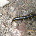 Yellow-spotted millipede