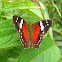 Brown Peacock or Scarlet Peacock