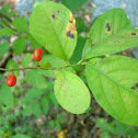 Spicebush 