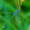 Lyre tipped Spreadwing