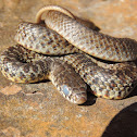 Eastern Yellow-Bellied Racer