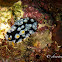 Phyllidia Nudibranch