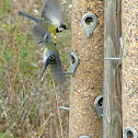Great Tit
