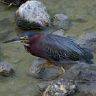 Green Heron