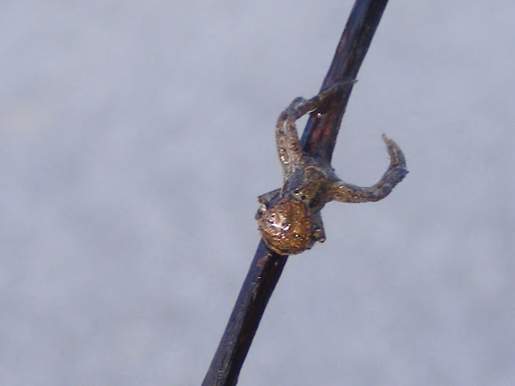 Spotting Image 1