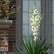 Yucca