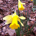 Yellow Bells