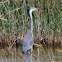Grey Heron; Garza Real