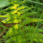 Marsh fern