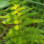 Marsh fern
