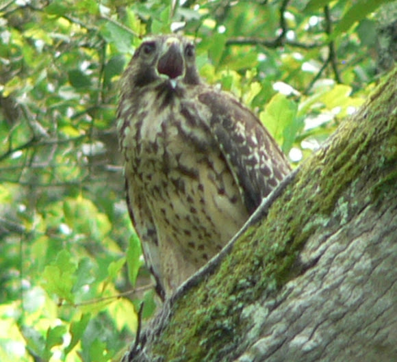 Spotting Image 1