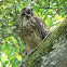 Red-shouldered Hawk (juvenile)