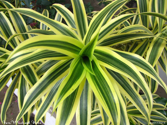 Spotting Image 1