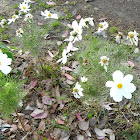 Japanese anemone