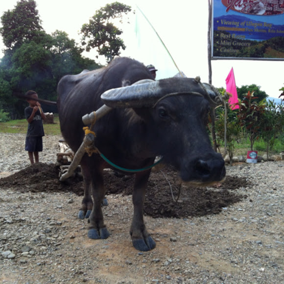 Spotting Image 1