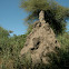 Termite mound
