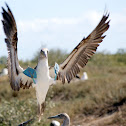 Blue footed booby