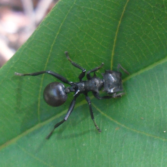 Spotting Image 1
