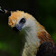 Philippine Hawk Eagle
