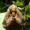 Mottled cup moth