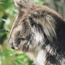 Koala Diaries