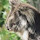 Koala Diaries