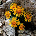 Aster
