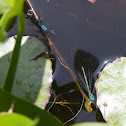 Azure Damselfly