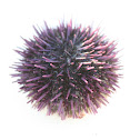 Purple Sea Urchin
