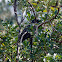 Common starling