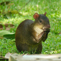 Central American Agouti
