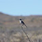Karoo Chat