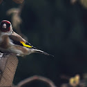 European Goldfinch