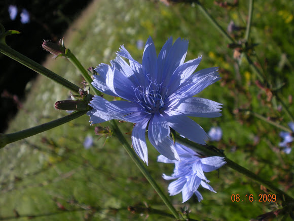 Spotting Image 1