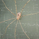 Harvestman